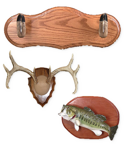 Image of Taxidermy school classes how to learn for beginners