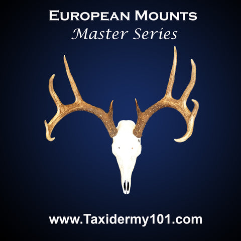 Image of European Mounts