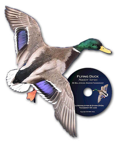 Image of Duck taxidermy school classes for beginners