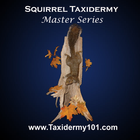 Image of Squirrel Taxidermy