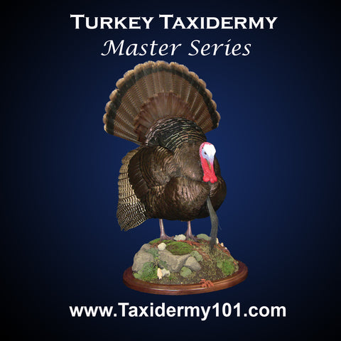 Image of Turkey Taxidermy School