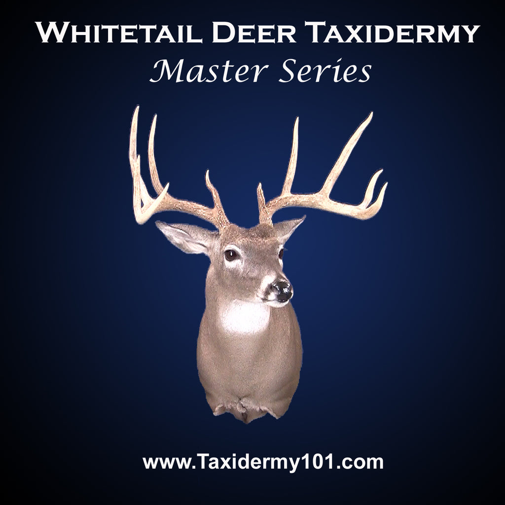 Deer Taxidermy School