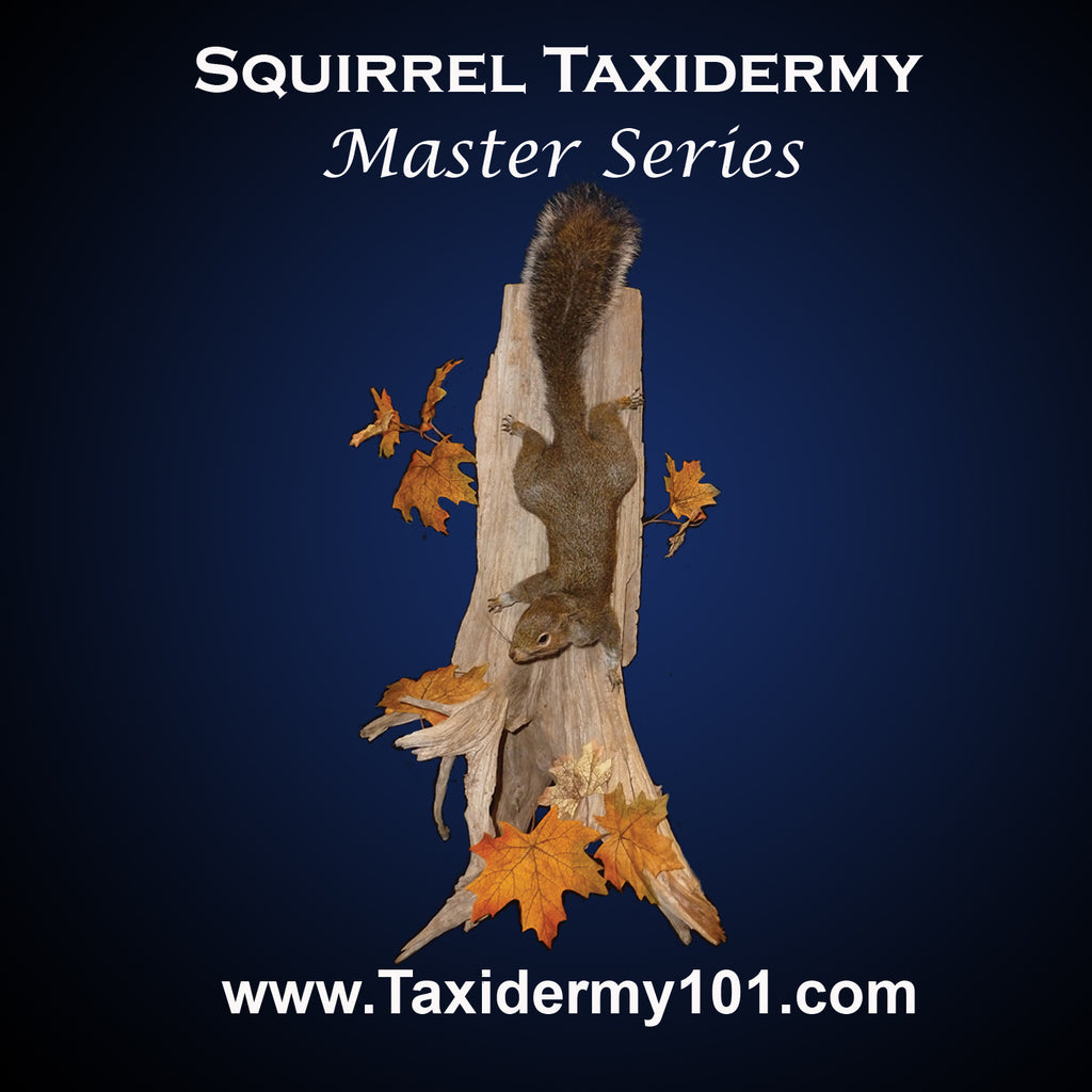 Squirrel Taxidermy